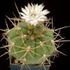 Gymnocalycium_eurypleurum_4